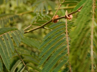 Albizia chinensis, photographed by Dinesh Valke