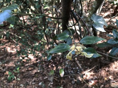 Lindera aggregata, photographed by Cheng-Tao Lin