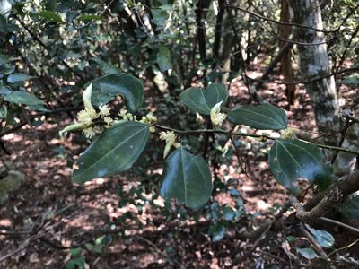 Lindera aggregata, photographed by Cheng-Tao Lin