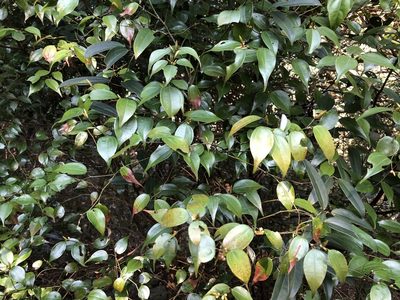 Lindera aggregata, photographed by Cheng-Tao Lin