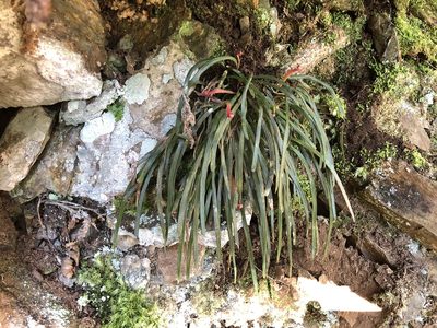 Haplopteris flexuosa, photographed by Cheng-Tao Lin