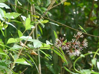 Ixora nigricans, photographed by Dinesh Valke