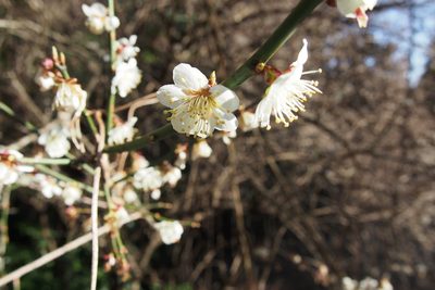 Prunus mume, photographed by harum.koh