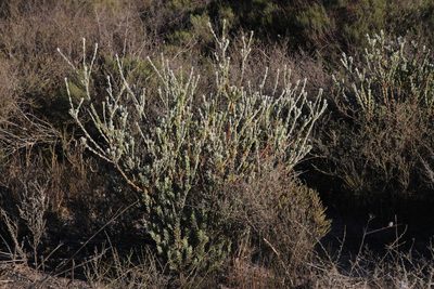 Leucadendron verticillatum, photographed by Tony Rebelo