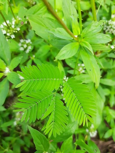Mimosa candollei, photographed by Paulo Nogueira