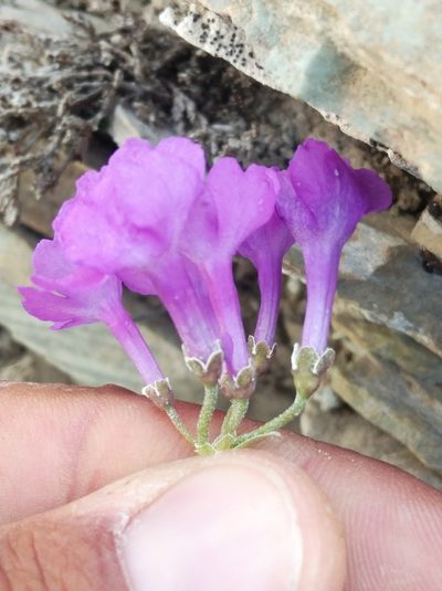 Primula marginata, photographed by Ben Costamagna