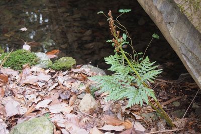 Sceptridium japonicum, photographed by harum.koh