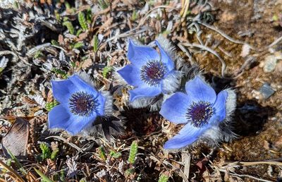 Pulsatilla multiceps, photographed by slobirdr