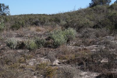 Leucadendron verticillatum, photographed by Tony Rebelo