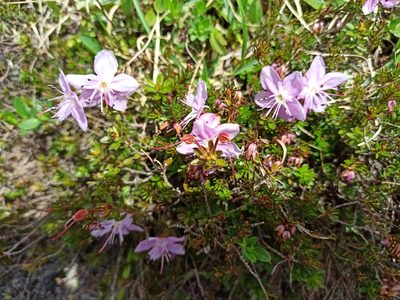 Rhodothamnus chamaecistus, photographed by Hanka Sokolová