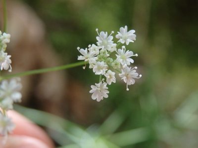 Peucedanum lancifolium, photographed by Carminda Santos