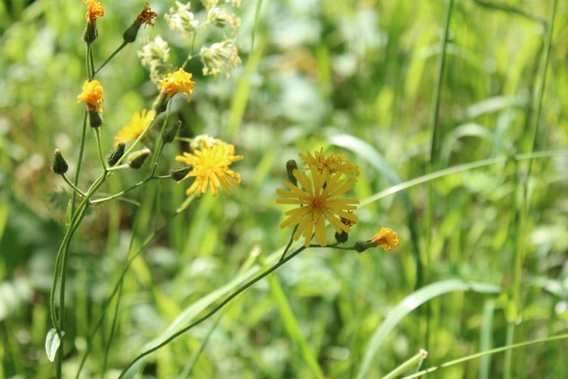 Crepis lyrata, photographed by Marina Potapova