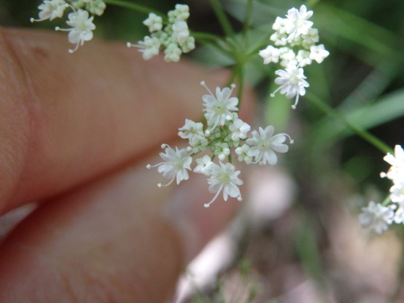 Peucedanum lancifolium, photographed by Carminda Santos