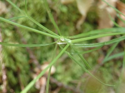 Peucedanum lancifolium, photographed by Carminda Santos
