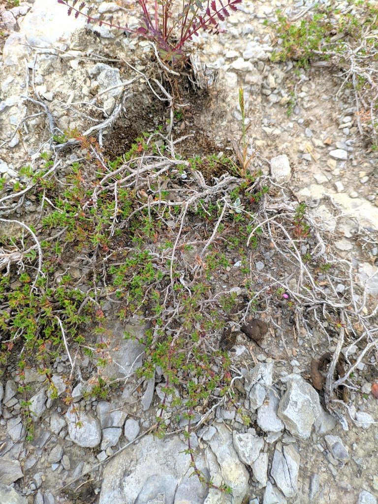 Thymus mastigophorus, photographed by Denys Vynokurov