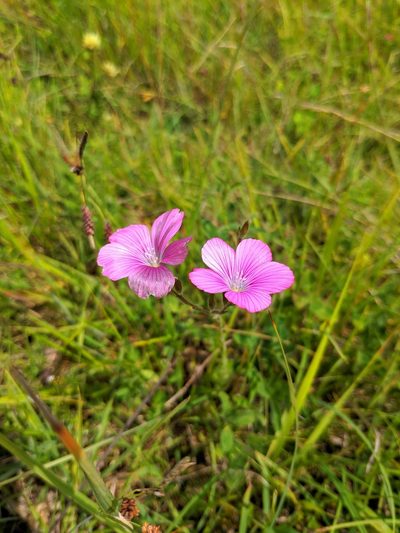 Linum viscosum, photographed by Denys Vynokurov