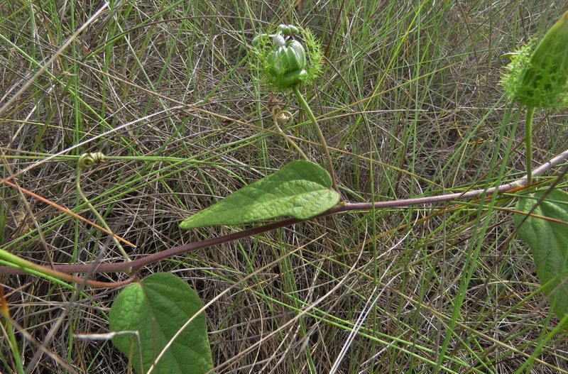 Passiflora urbaniana, photographed by Annika Lindqvist