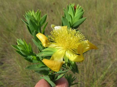 Hypericum terrae-firmae, photographed by Annika Lindqvist