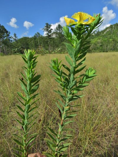 Hypericum terrae-firmae, photographed by Annika Lindqvist