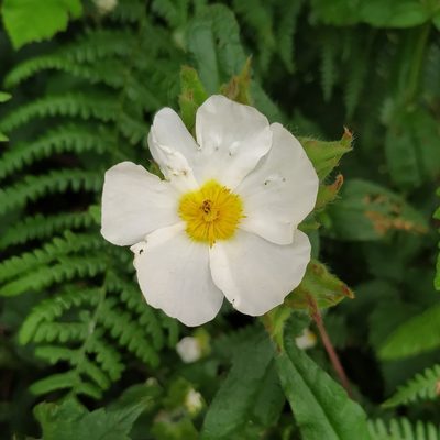 Cistus inflatus, photographed by Daniel Bulnes Roldán