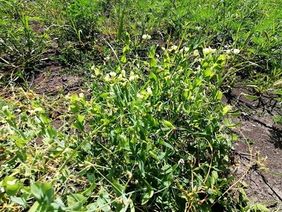 Lathyrus aphaca, photographed by Tatiana Strus