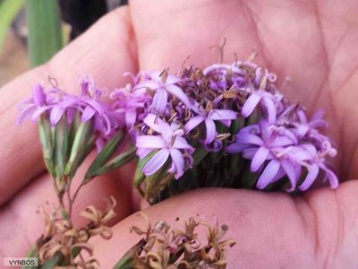 Corymbium enerve, photographed by Chris Vynbos