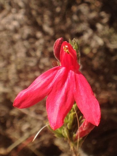 Justicia lanstyakii, photographed by Mario Barroso