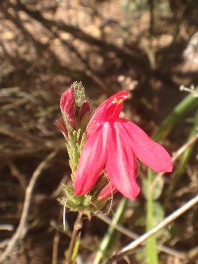 Justicia lanstyakii, photographed by Mario Barroso