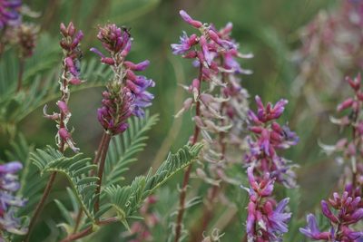 Astragalus bisulcatus, photographed by Spencer Quayle