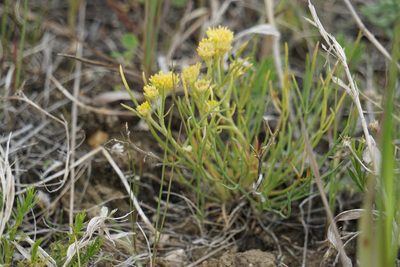 Hymenoxys richardsonii, photographed by Spencer Quayle