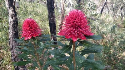 Telopea speciosissima, photographed by Kim Lapere
