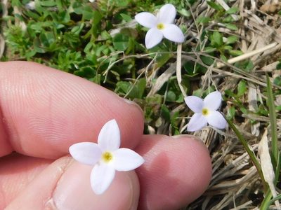 Houstonia rosea, photographed by Sam Kieschnick