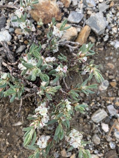 Polygonum shastense, photographed by Scott Loarie