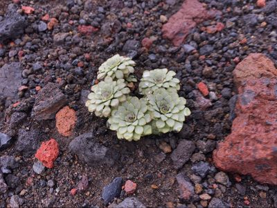 Viola cotyledon, photographed by ragnvald