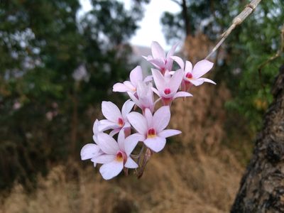 Dendrobium barbatulum, photographed by Ajit Ampalakkad