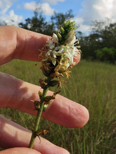 Coutoubea spicata, photographed by Annika Lindqvist