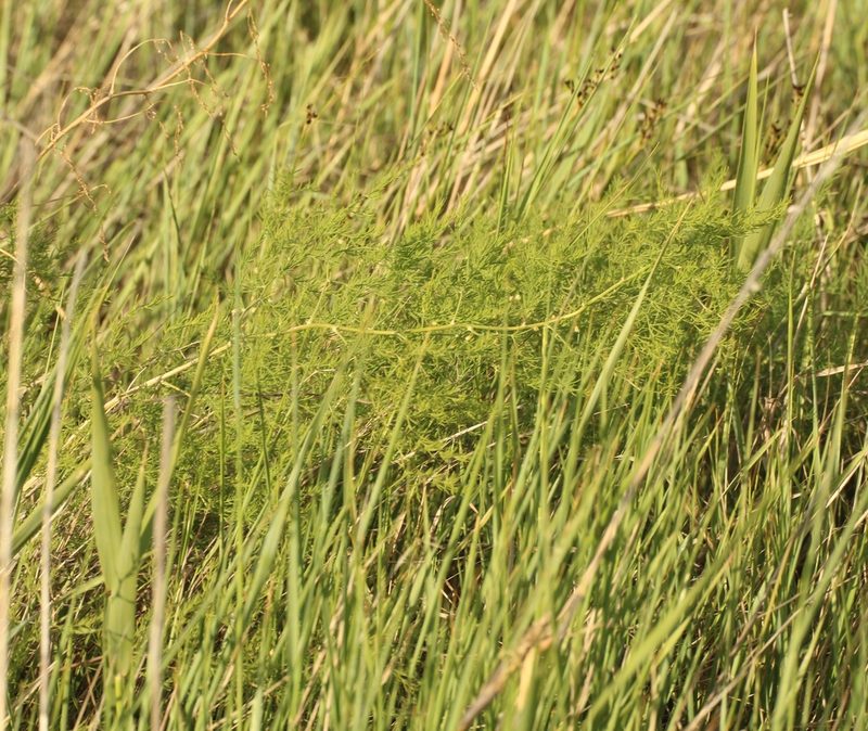 Asparagus pallasii, photographed by Andrew Bazdyrev