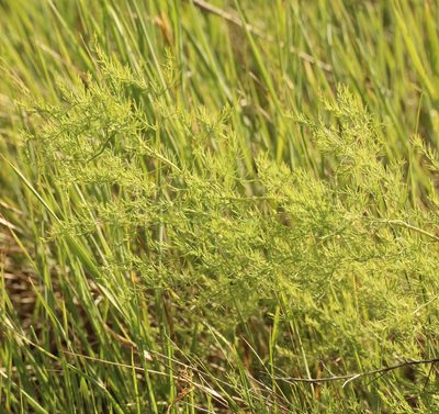 Asparagus pallasii, photographed by Andrew Bazdyrev