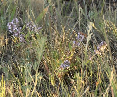 Thymus pannonicus, photographed by Andrew Bazdyrev