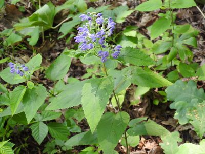 Scutellaria incana, photographed by Surly Aardvark