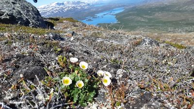 Ranunculus glacialis, photographed by Tero Linjama
