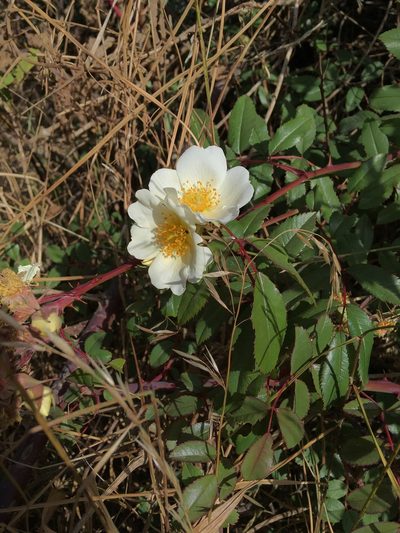 Rosa abyssinica, photographed by Stefano Menchetti