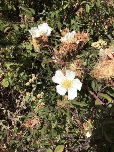 Rosa abyssinica, photographed by Stefano Menchetti