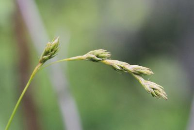 Carex foenea, photographed by Quinten Wiegersma
