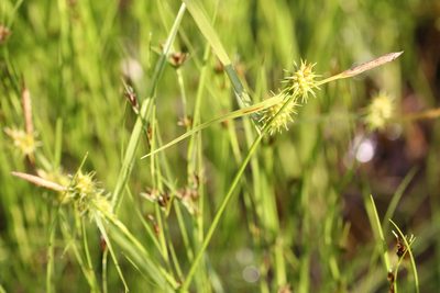 Carex cryptolepis, photographed by Quinten Wiegersma