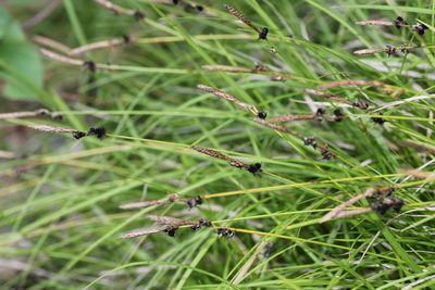 Carex lucorum, photographed by Quinten Wiegersma