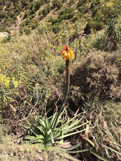 Kniphofia foliosa, photographed by Stefano Menchetti