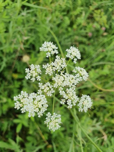 Bunium bulbocastanum, photographed by Jonathan Hughes