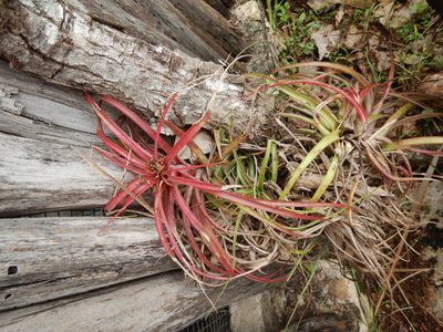 Tillandsia brachycaulos, photographed by Cenoteando