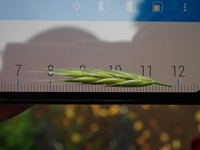 Bromus carinatus, photographed by Daniel Cahen